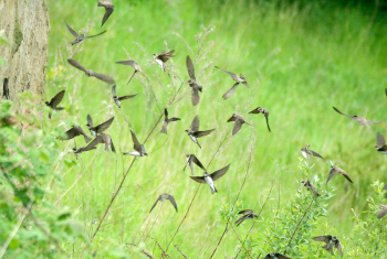Sand martin